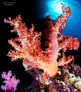 soft coral by Iyad Suleyman 